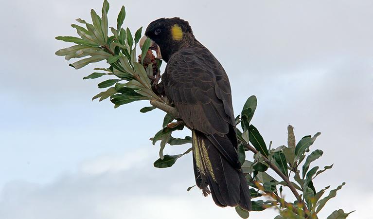 Black Cockatoo Cottages Yanakie Εξωτερικό φωτογραφία